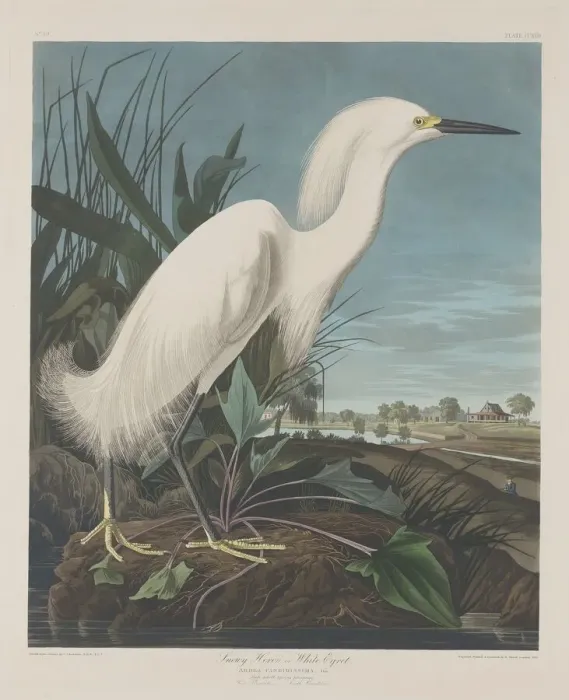 Framed Print : Snowy Heron, or White Egret, 1835. Creator: Robert Havell Framed Print : Snowy Heron, or White Egret, 1835. Creator: Robert Havell