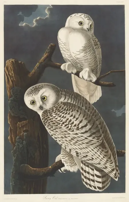 Framed Print : Snowy Owl, 1831. Creator: Robert Havell Framed Print : Snowy Owl, 1831. Creator: Robert Havell