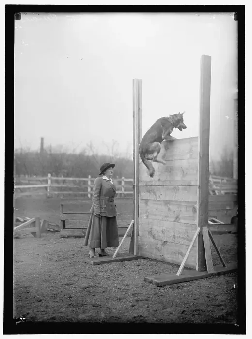 Framed Print : Society circus, between 1909 and 1923. Creator: Harris & Ewing. Society circus, between 1909 and 1923. Creator: Harris & Ewing Framed Print : Society circus, between 1909 and 1923. Creator: Harris & Ewing. Society circus, between 1909 and 1923. Creator: Harris & Ewing