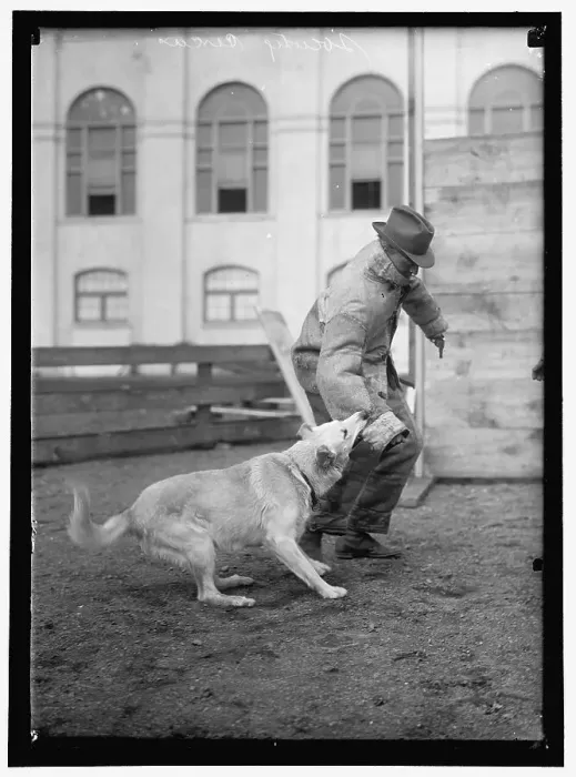Framed Print : Society Circus, between 1909 and 1923. Creator: Harris & Ewing. Society Circus, between 1909 and 1923. Creator: Harris & Ewing Framed Print : Society Circus, between 1909 and 1923. Creator: Harris & Ewing. Society Circus, between 1909 and 1923. Creator: Harris & Ewing