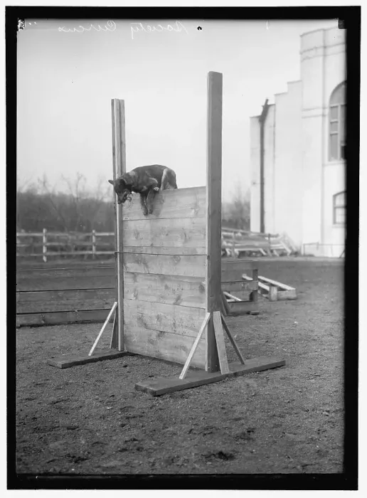 Framed Print : Society Circus, between 1909 and 1923. Creator: Harris & Ewing. Society Circus, between 1909 and 1923. Creator: Harris & Ewing Framed Print : Society Circus, between 1909 and 1923. Creator: Harris & Ewing. Society Circus, between 1909 and 1923. Creator: Harris & Ewing