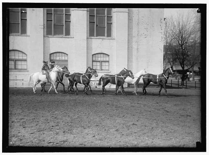 Framed Print : Society Circus, between 1910 and 1917. Creator: Harris & Ewing. Society Circus, between 1910 and 1917. Creator: Harris & Ewing Framed Print : Society Circus, between 1910 and 1917. Creator: Harris & Ewing. Society Circus, between 1910 and 1917. Creator: Harris & Ewing
