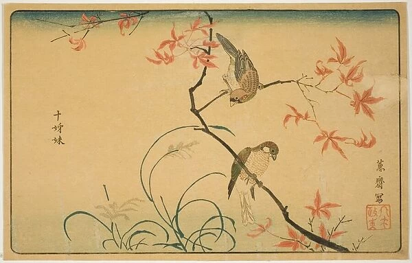 Society Finches (Jushimatsu), Japan, 1790s. Creator: Kitao Masayoshi