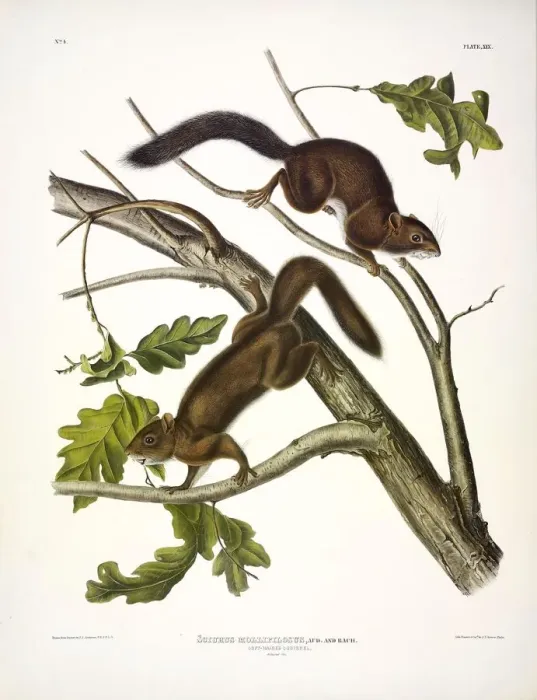 Framed Print : Soft-haired Squirrel, Sciurus Mollipilosus, 1845 Framed Print : Soft-haired Squirrel, Sciurus Mollipilosus, 1845
