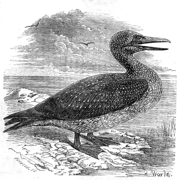 Framed Print : Solan Gannet, shot near Boston, 1854. Creator: Pearson Framed Print : Solan Gannet, shot near Boston, 1854. Creator: Pearson