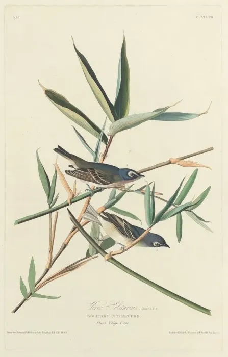 Framed Print : Solitary Flycatcher, 1828. Creator: Robert Havell Framed Print : Solitary Flycatcher, 1828. Creator: Robert Havell