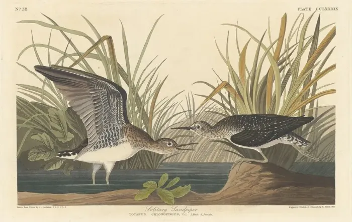Framed Print : Solitary Sandpiper, 1836. Creator: Robert Havell Framed Print : Solitary Sandpiper, 1836. Creator: Robert Havell