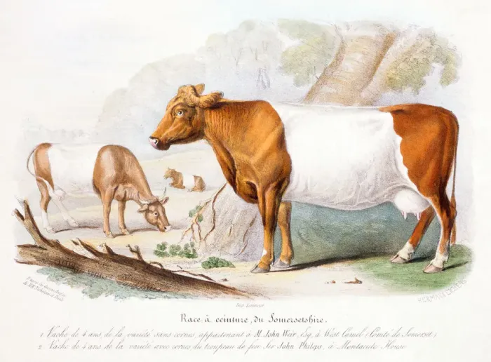Framed Print : Somerset cows, 1842 Framed Print : Somerset cows, 1842