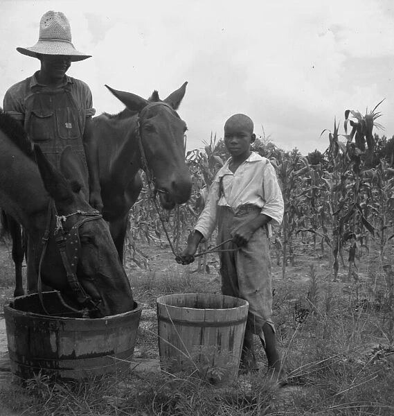 Son and grandson of tenant farmer bring in the mules... noon, Granville County, North Carolina, 1939. Creator: Dorothea Lange