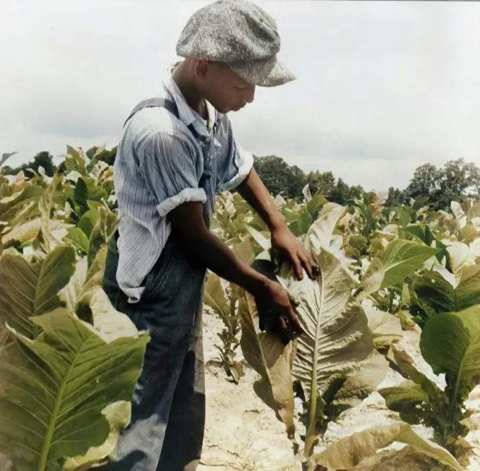 Framed Print : Son of Negro sharecropper worming tobacco, Wake County, North Carolina, 1939. Creator: Dorothea Lange Framed Print : Son of Negro sharecropper worming tobacco, Wake County, North Carolina, 1939. Creator: Dorothea Lange