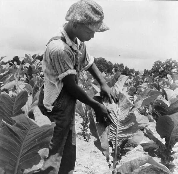 Son of Negro sharecropper 'worming'tobacco, Wake County, North Carolina, 1939. Creator: Dorothea Lange