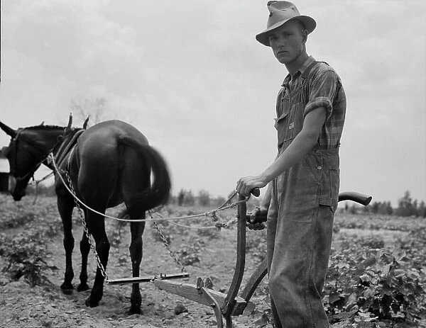 Son of sharecropper family at work in the cotton near Chesnee, South Carolina, 1937. Creator: Dorothea Lange