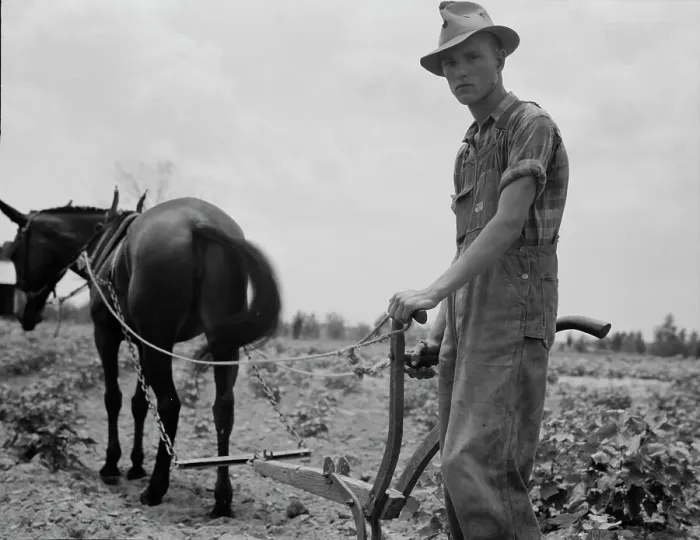 Framed Print : Son of sharecropper family at work in the cotton near Chesnee, South Carolina, 1937. Creator: Dorothea Lange Framed Print : Son of sharecropper family at work in the cotton near Chesnee, South Carolina, 1937. Creator: Dorothea Lange
