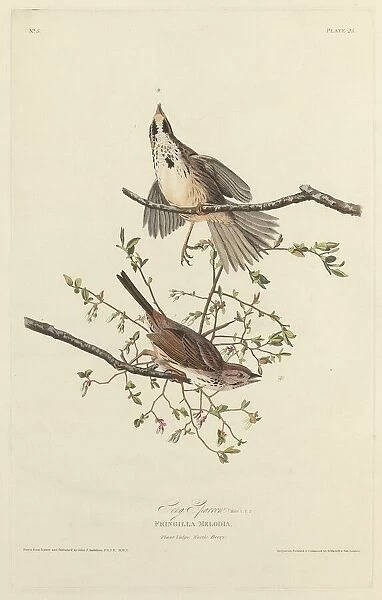 Song Sparrow, 1827. Creator: Robert Havell