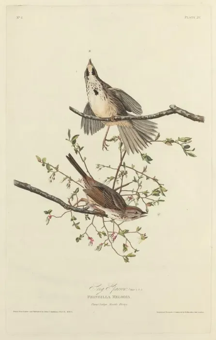 Framed Print : Song Sparrow, 1827. Creator: Robert Havell Framed Print : Song Sparrow, 1827. Creator: Robert Havell