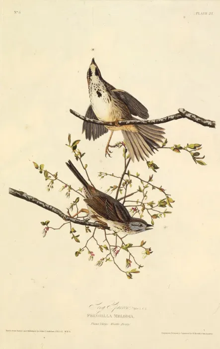 Framed Print : The song sparrow. From The Birds of America, 1827-1838. Creator: Audubon Framed Print : The song sparrow. From The Birds of America, 1827-1838. Creator: Audubon