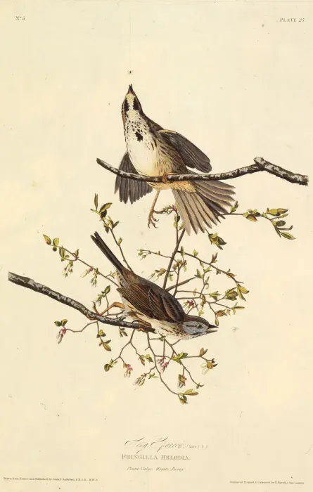 Framed Print : The song sparrow. From The Birds of America, 1827-1838. Creator: Audubon Framed Print : The song sparrow. From The Birds of America, 1827-1838. Creator: Audubon