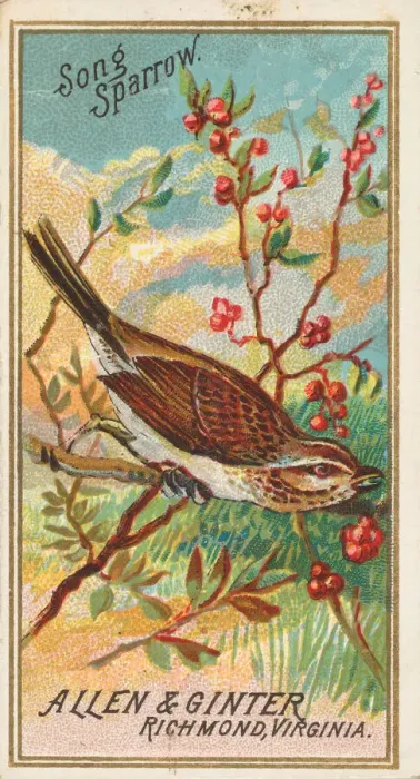 Framed Print : Song Sparrow, from the Birds of America series (N4) for Allen & Framed Print : Song Sparrow, from the Birds of America series (N4) for Allen &