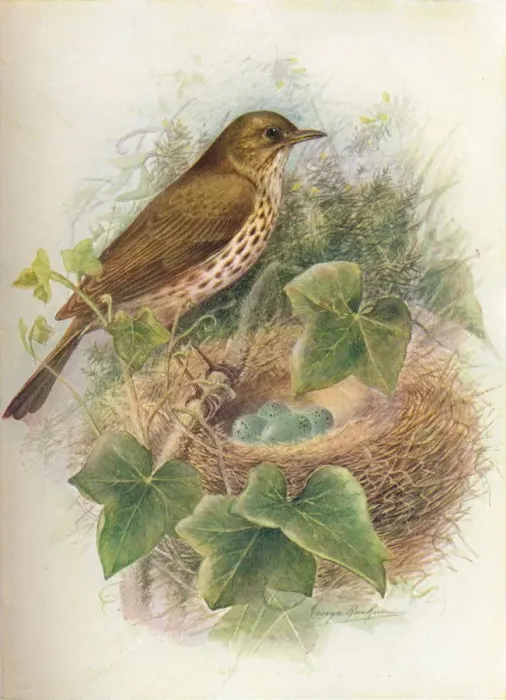 Framed Print : Song-Thrush or Mavis - Tur dus mu sicus, c1910, (1910). Artist: George James Rankin Framed Print : Song-Thrush or Mavis - Tur dus mu sicus, c1910, (1910). Artist: George James Rankin