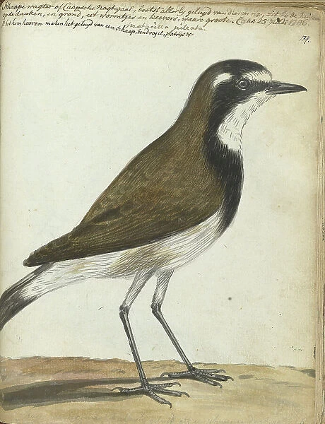 Songbird or Cape Nightingale, 1786. Creator: Jan Brandes