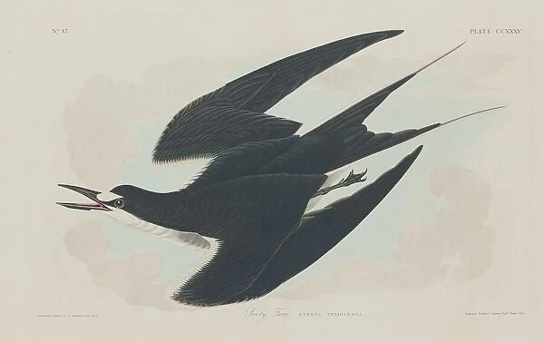 Sooty Tern, 1834. Creator: Robert Havell