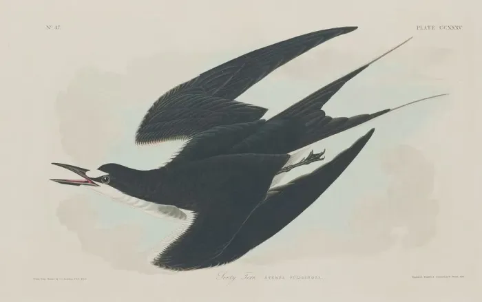 Framed Print : Sooty Tern, 1834. Creator: Robert Havell Framed Print : Sooty Tern, 1834. Creator: Robert Havell