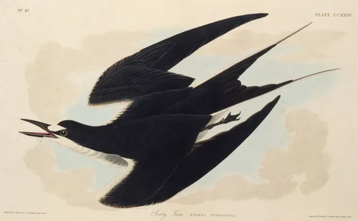 Framed Print : The sooty tern. From The Birds of America, 1827-1838. Creator: Audubon Framed Print : The sooty tern. From The Birds of America, 1827-1838. Creator: Audubon