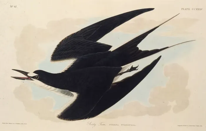 Framed Print : The sooty tern. From The Birds of America, 1827-1838. Creator: Audubon Framed Print : The sooty tern. From The Birds of America, 1827-1838. Creator: Audubon