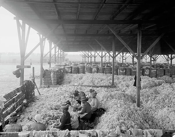 Sorting cotton, between 1900 and 1910. Creator: Unknown