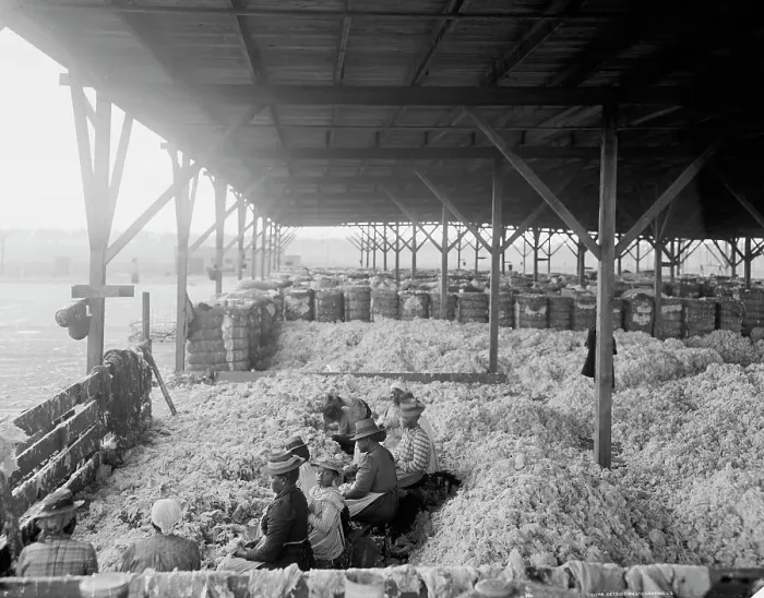 Framed Print : Sorting cotton, between 1900 and 1910. Creator: Unknown Framed Print : Sorting cotton, between 1900 and 1910. Creator: Unknown