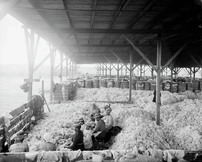 Framed Print : Sorting cotton, between 1900 and 1910. Creator: Unknown Framed Print : Sorting cotton, between 1900 and 1910. Creator: Unknown