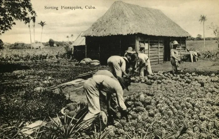 Framed Print : Sorting Pineapples, Cuba, late 19th-early 20th century. Creator: Unknown Framed Print : Sorting Pineapples, Cuba, late 19th-early 20th century. Creator: Unknown