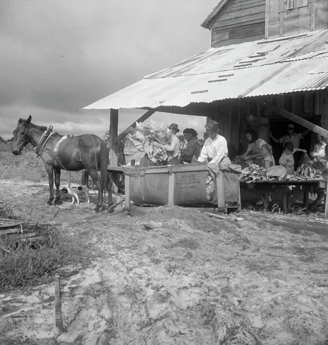 Framed Print : Sorting and stringing the golden leaf at the tobacco barn, near Hartsville, South Carolina, 1938. Creator: Dorothea Lange. Sorting and stringing the golden leaf at the tobacco barn, near Hartsville, South Carolina, 1938 Framed Print : Sorting and stringing the golden leaf at the tobacco barn, near Hartsville, South Carolina, 1938. Creator: Dorothea Lange. Sorting and stringing the golden leaf at the tobacco barn, near Hartsville, South Carolina, 1938