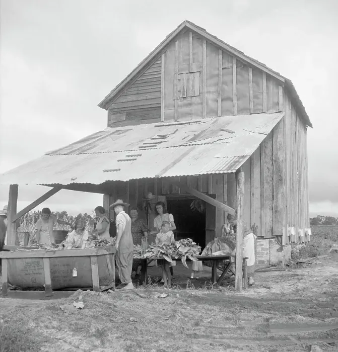 Framed Print : Sorting and stringing the golden leaf at the tobacco barn, near Hartsville, South Carolina, 1938. Creator: Dorothea Lange. Sorting and stringing the golden leaf at the tobacco barn, near Hartsville, South Carolina, 1938 Framed Print : Sorting and stringing the golden leaf at the tobacco barn, near Hartsville, South Carolina, 1938. Creator: Dorothea Lange. Sorting and stringing the golden leaf at the tobacco barn, near Hartsville, South Carolina, 1938