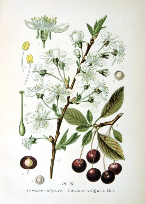 Framed Print : Sour cherry, 1893 Framed Print : Sour cherry, 1893