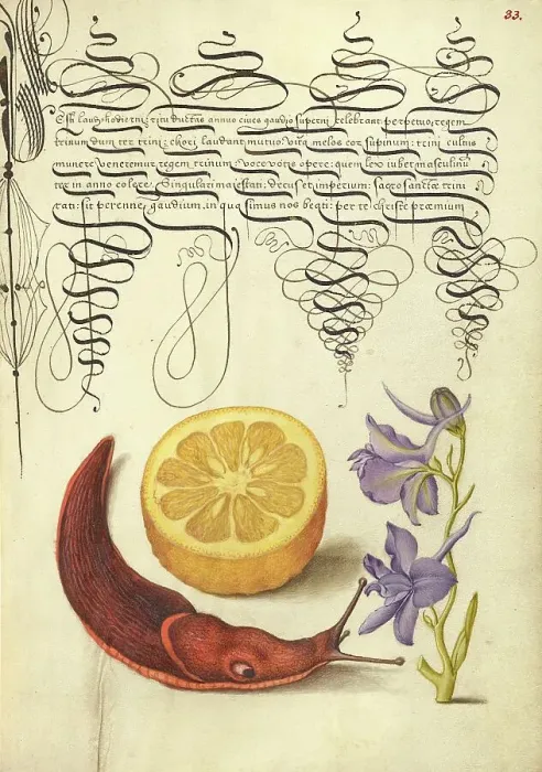 Framed Print : Sour Orange, Terrestrial Mollusk, and Larkspur, 1561-1562; illumination added 1591-1596. Creator: Joris Hoefnagel Framed Print : Sour Orange, Terrestrial Mollusk, and Larkspur, 1561-1562; illumination added 1591-1596. Creator: Joris Hoefnagel