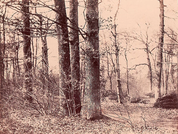 Sous-bois en automne, 1850-53. Creator: Unknown