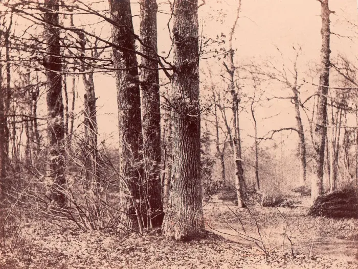 Framed Print : Sous-bois en automne, 1850-53. Creator: Unknown
