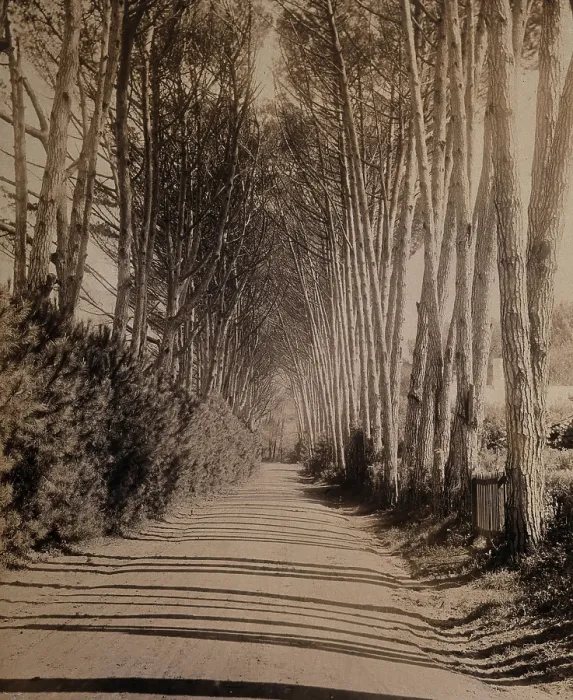 Framed Print : South Africa: an avenue lined with Fir trees in Rondebosch, 1896. Creator: GW Wilson and Company Framed Print : South Africa: an avenue lined with Fir trees in Rondebosch, 1896. Creator: GW Wilson and Company