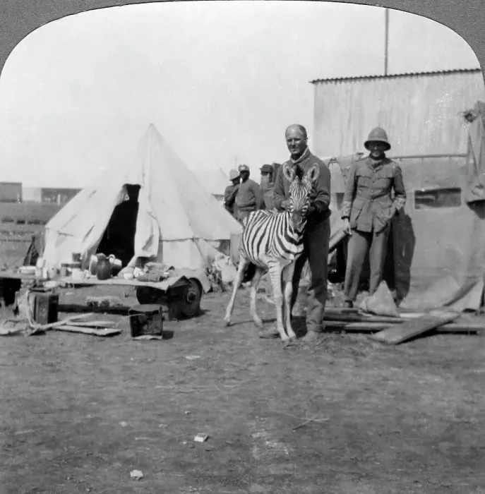 Framed Print : South African gunners with their pet zebra, East Africa, World War I, 1914-1918. Artist: Realistic Travels Publishers Framed Print : South African gunners with their pet zebra, East Africa, World War I, 1914-1918. Artist: Realistic Travels Publishers