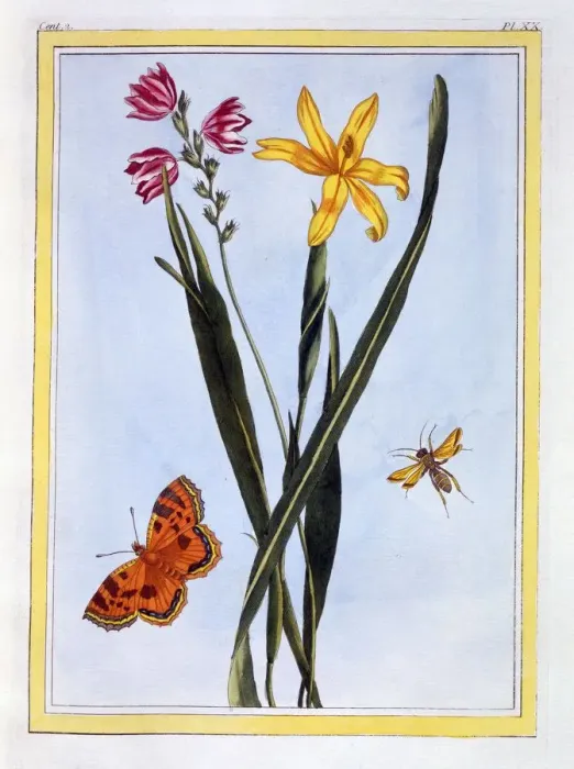 Framed Print : South American Ixia, pub. 1776. Creator: Pierre Joseph Buchoz (1731-1807) Framed Print : South American Ixia, pub. 1776. Creator: Pierre Joseph Buchoz (1731-1807)