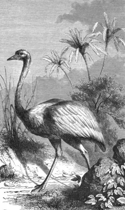 Framed Print : South American Ostrich; Old South American Geographies, 1875. Creator: Unknown Framed Print : South American Ostrich; Old South American Geographies, 1875. Creator: Unknown