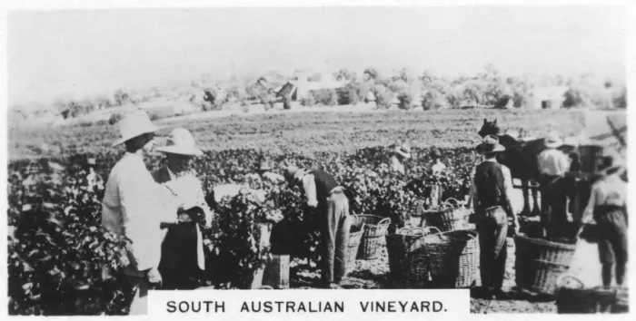 Framed Print : South Australian vineyard, 1928 Framed Print : South Australian vineyard, 1928