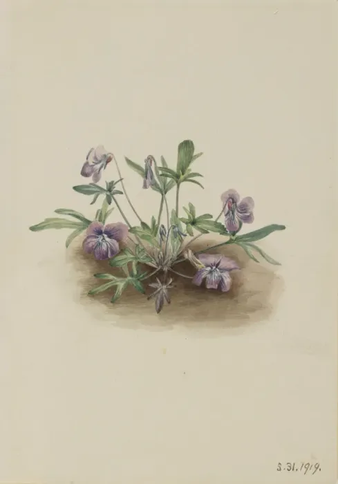 Framed Print : Southern Coast Violet (Viola septemloba), 1919. Creator: Mary Vaux Walcott Framed Print : Southern Coast Violet (Viola septemloba), 1919. Creator: Mary Vaux Walcott