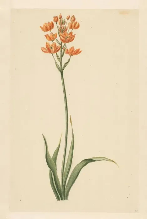 Framed Print : Southern wind lily, 1779. Creator: Vincent Jansz. van der Vinne Framed Print : Southern wind lily, 1779. Creator: Vincent Jansz. van der Vinne