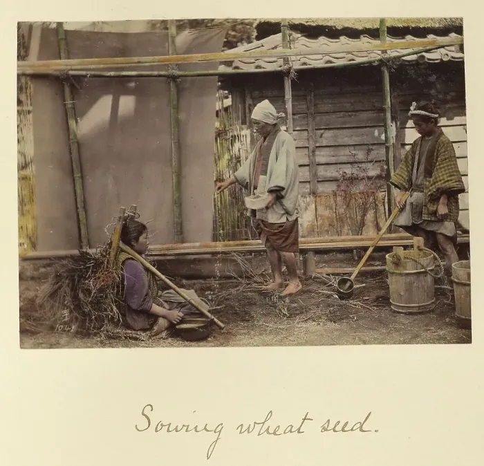 Framed Print : Sowing Wheat Seed, about 1873-1883. Creator: Shinichi Suzuki I Framed Print : Sowing Wheat Seed, about 1873-1883. Creator: Shinichi Suzuki I