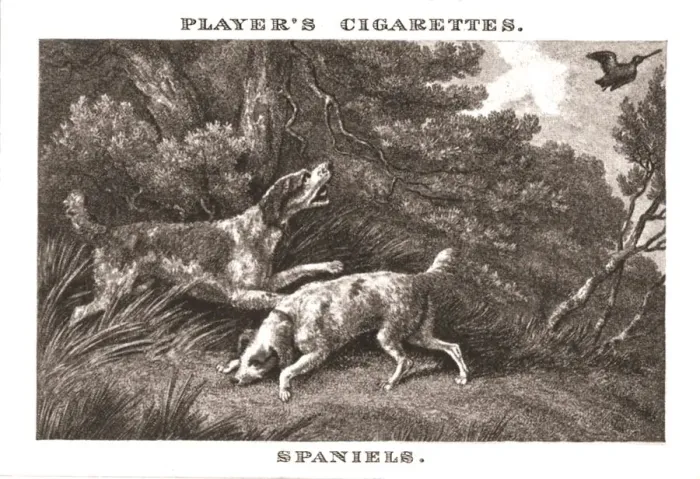 Framed Print : Spaniels, (1924). Creator: Unknown Framed Print : Spaniels, (1924). Creator: Unknown