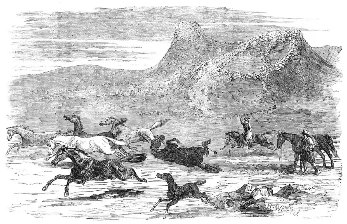 Framed Print : The Spanish-American Guachos [sic] catching wild horses, in the Falkland Islands, 1856. Creator: Harrison Weir