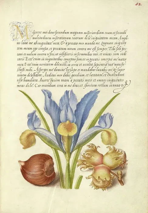 Framed Print : Spanish Chestnut, English Iris, and European Filbert, 1561-1562; illumination added 1591-1596. Creator: Joris Hoefnagel Framed Print : Spanish Chestnut, English Iris, and European Filbert, 1561-1562; illumination added 1591-1596. Creator: Joris Hoefnagel