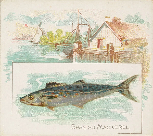 Spanish Mackerel, from Fish from American Waters series (N39) for Allen &